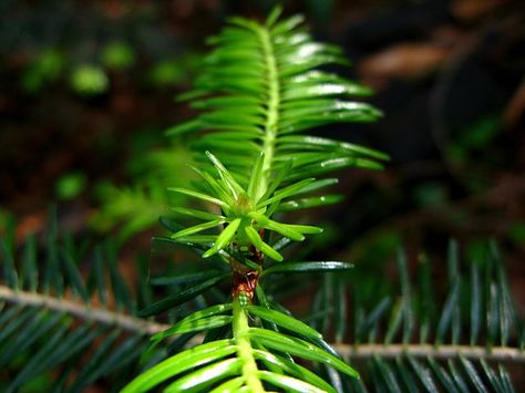 Pin pine ahorn auf bis pinterest foto 2