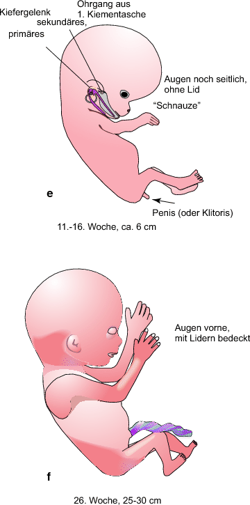Nabelvene beim kritischen neugeborenen foto 2